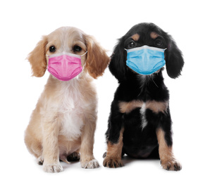 Cute English Cocker Spaniel puppies in medical masks on white background. Virus protection for animals