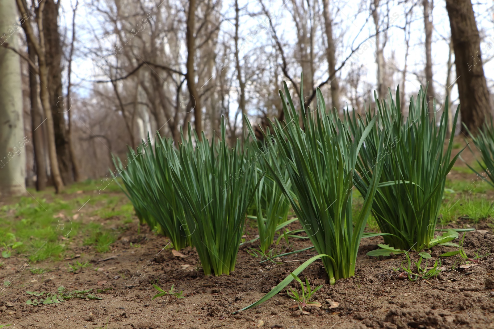 Photo of Daffodil plants growing in garden. Spring flowers