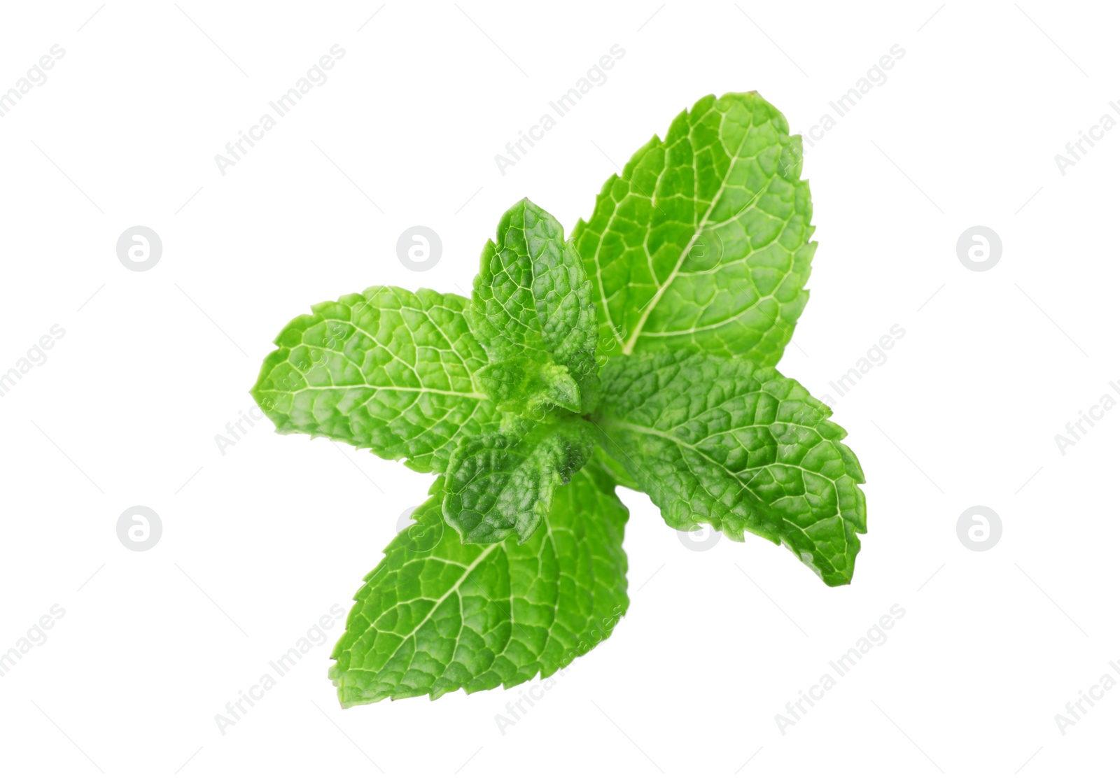 Photo of Branch of fresh mint isolated on white