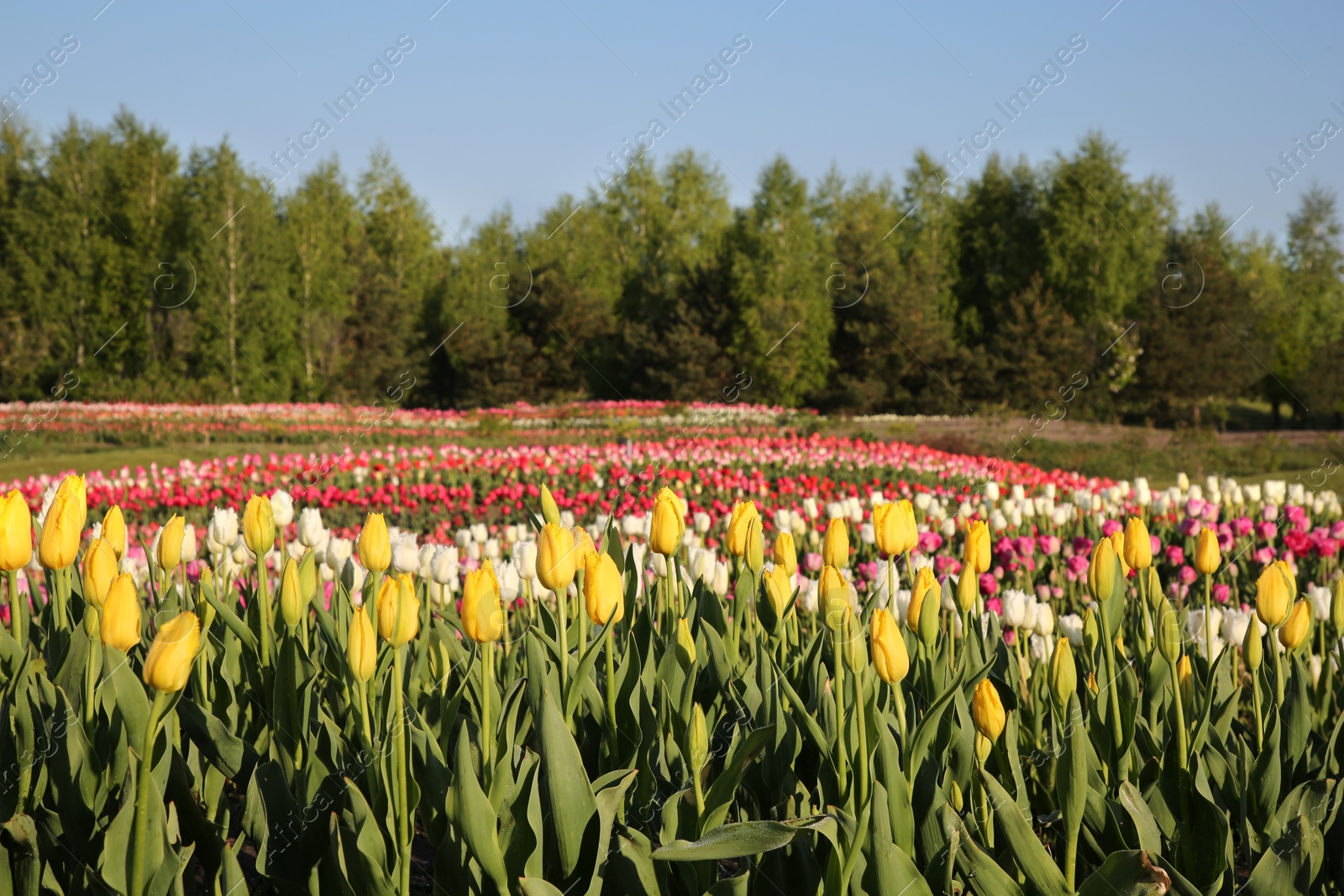 Photo of Beautiful colorful tulip flowers growing in field on sunny day