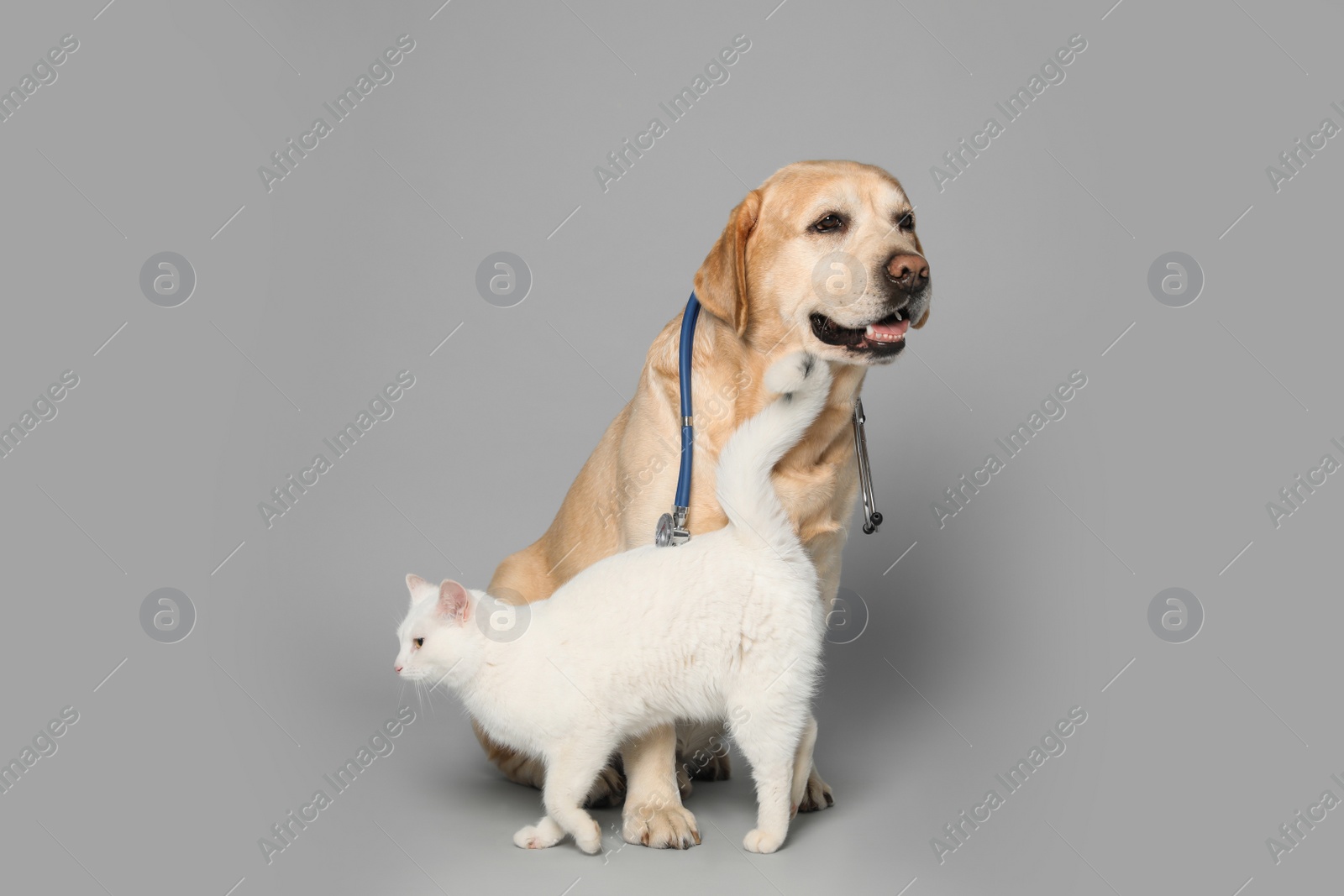 Photo of Cute Labrador dog with stethoscope as veterinarian and cat on grey background