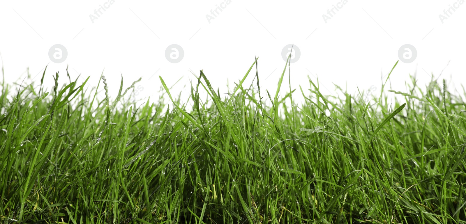 Photo of Beautiful lush green grass on white background