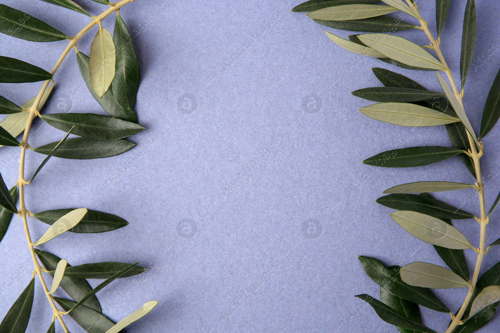 Photo of Olive twigs with fresh green leaves on violet background, flat lay. Space for text