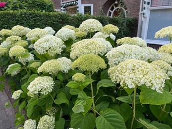 Photo of Hortensia plant with beautiful flowers growing outdoors