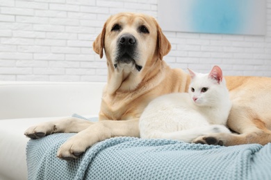 Adorable dog looking into camera and cat together on sofa indoors. Friends forever