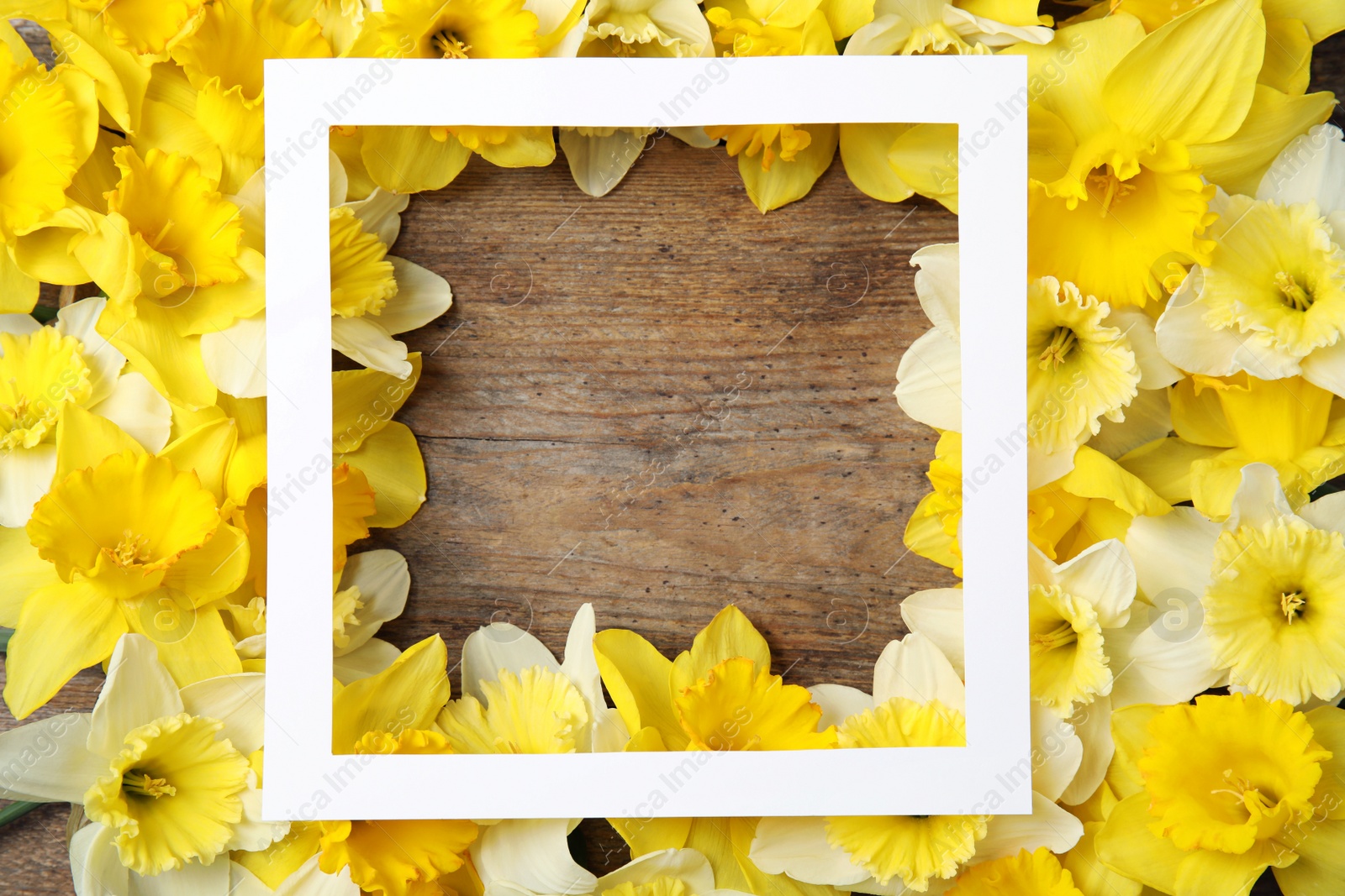 Photo of Flat lay composition with daffodils and space for text on wooden background. Fresh spring flowers