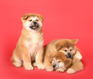 Photo of Cute Akita Inu puppies on red background. Baby animals