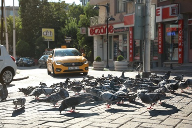 ISTANBUL, TURKEY - AUGUST 08, 2019: Flock of pigeons eating on sunny street