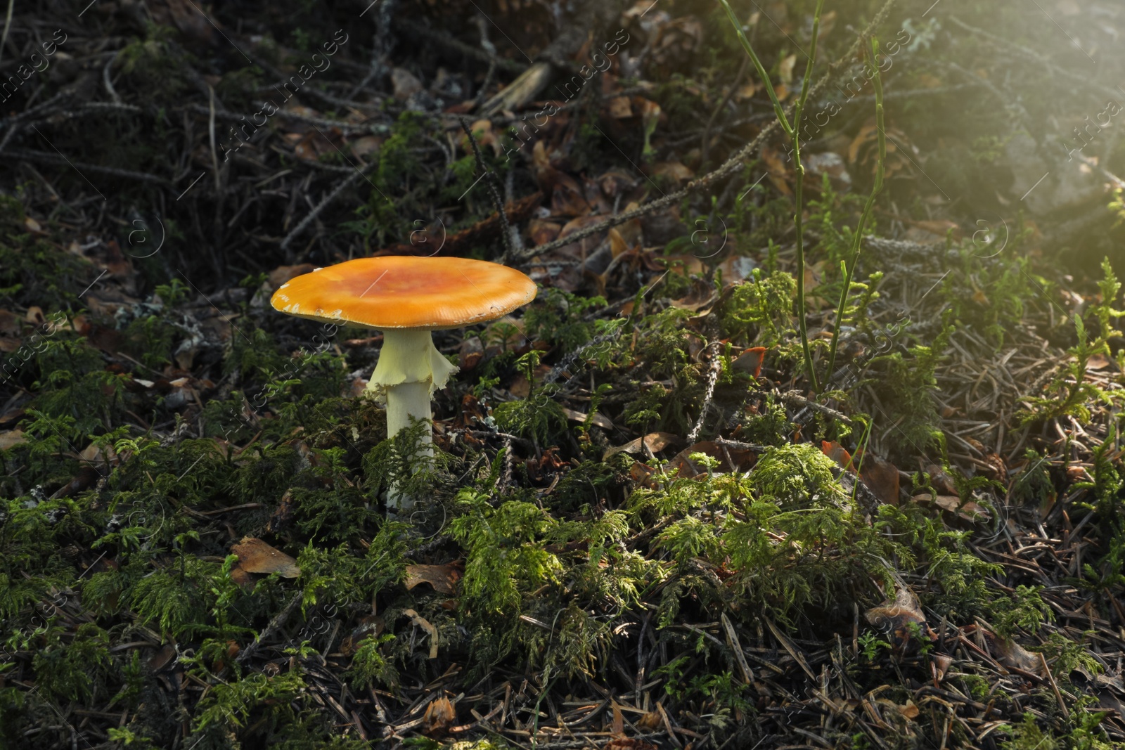 Photo of One poisonous mushroom growing in green forest