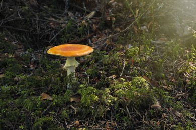 Photo of One poisonous mushroom growing in green forest