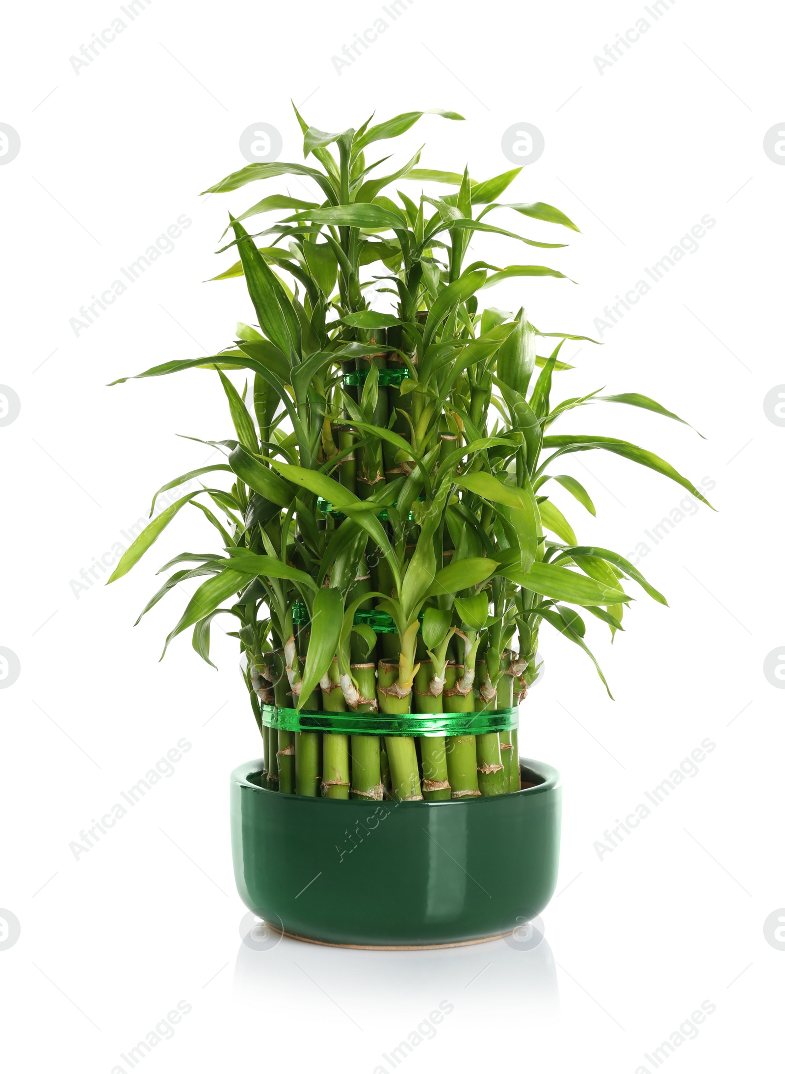 Photo of Pot with green bamboo on white background