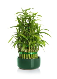 Photo of Pot with green bamboo on white background