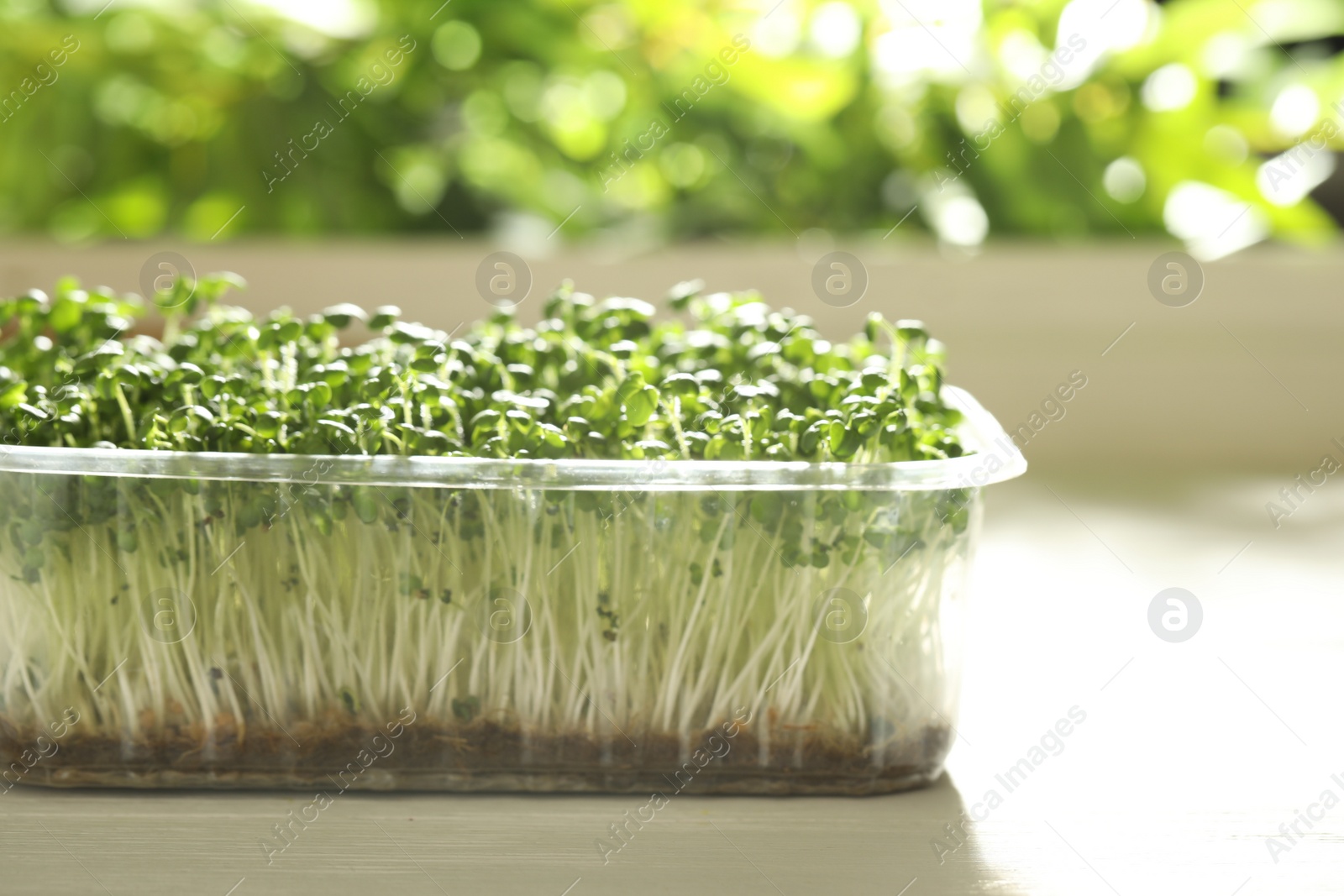 Photo of Sprouted arugula seeds in plastic container on wooden table, closeup