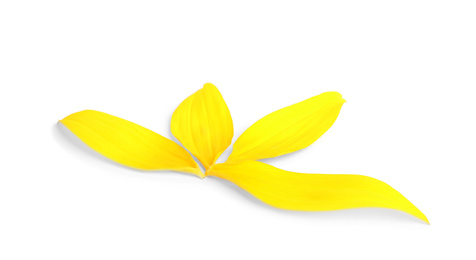 Photo of Fresh yellow sunflower petals isolated on white