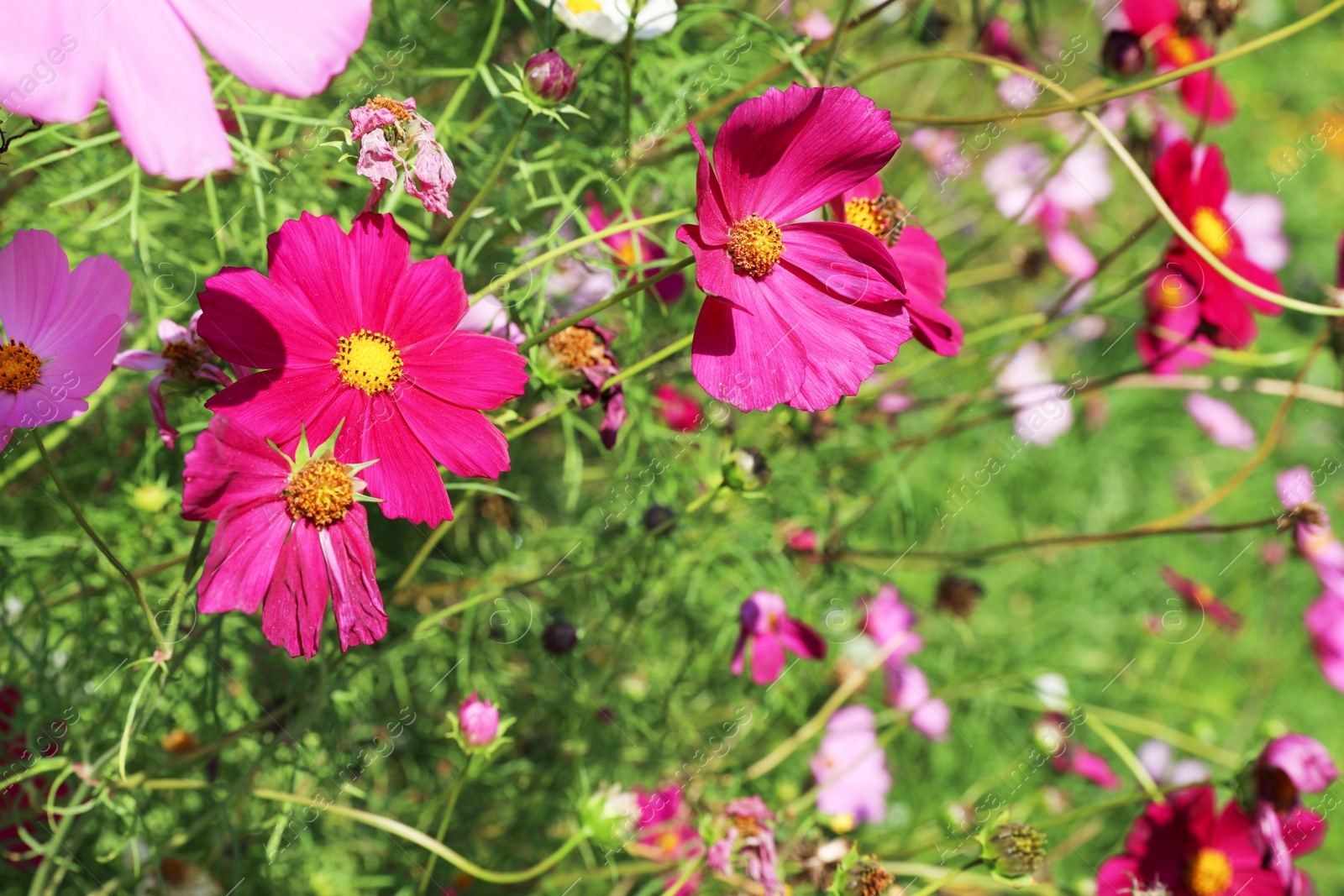 Photo of Green meadow with wild cosmos flowers on summer day, closeup