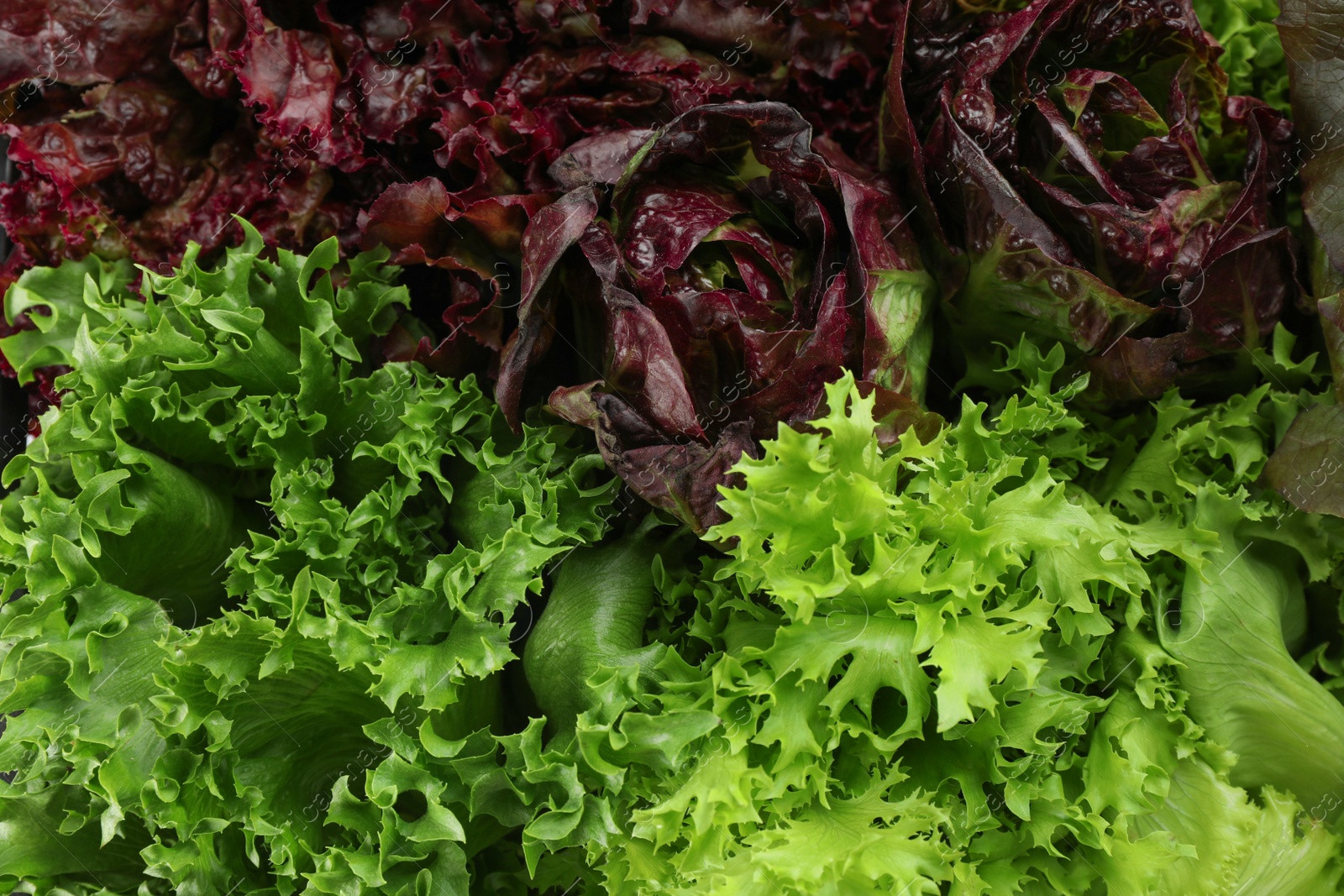 Photo of Different sorts of lettuce as background, closeup