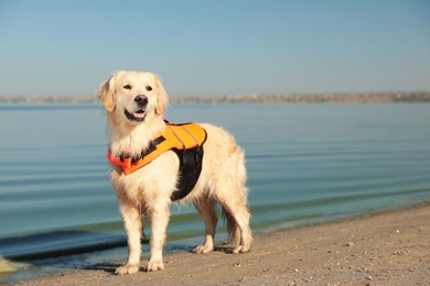 Photo of Dog rescuer in life vest on beach near river