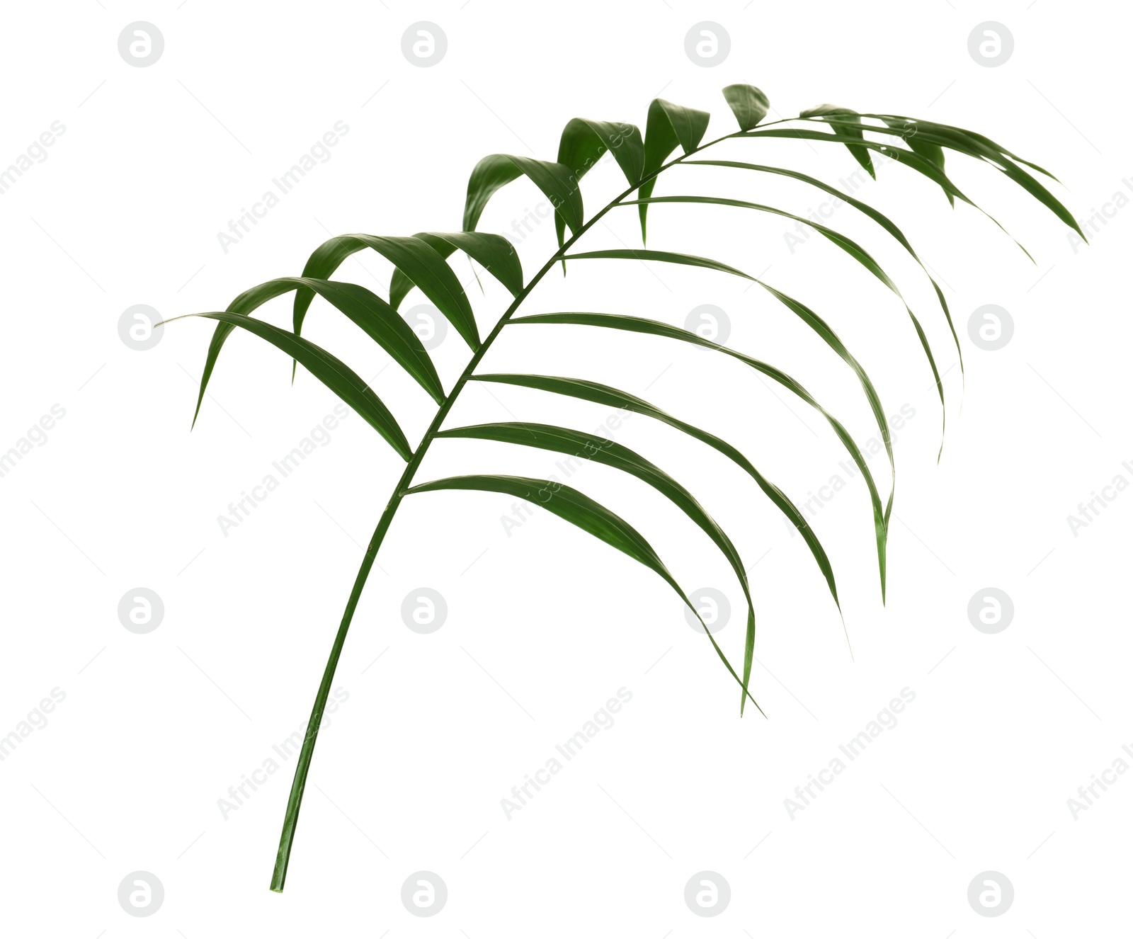 Photo of Beautiful lush tropical leaf isolated on white