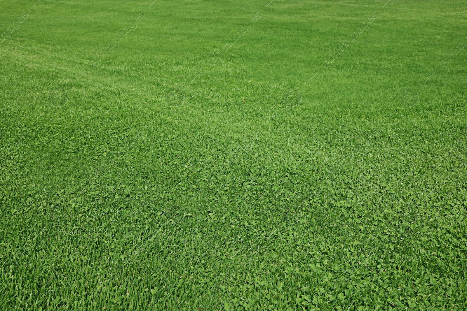 Photo of Beautiful view of green grass in garden on sunny day