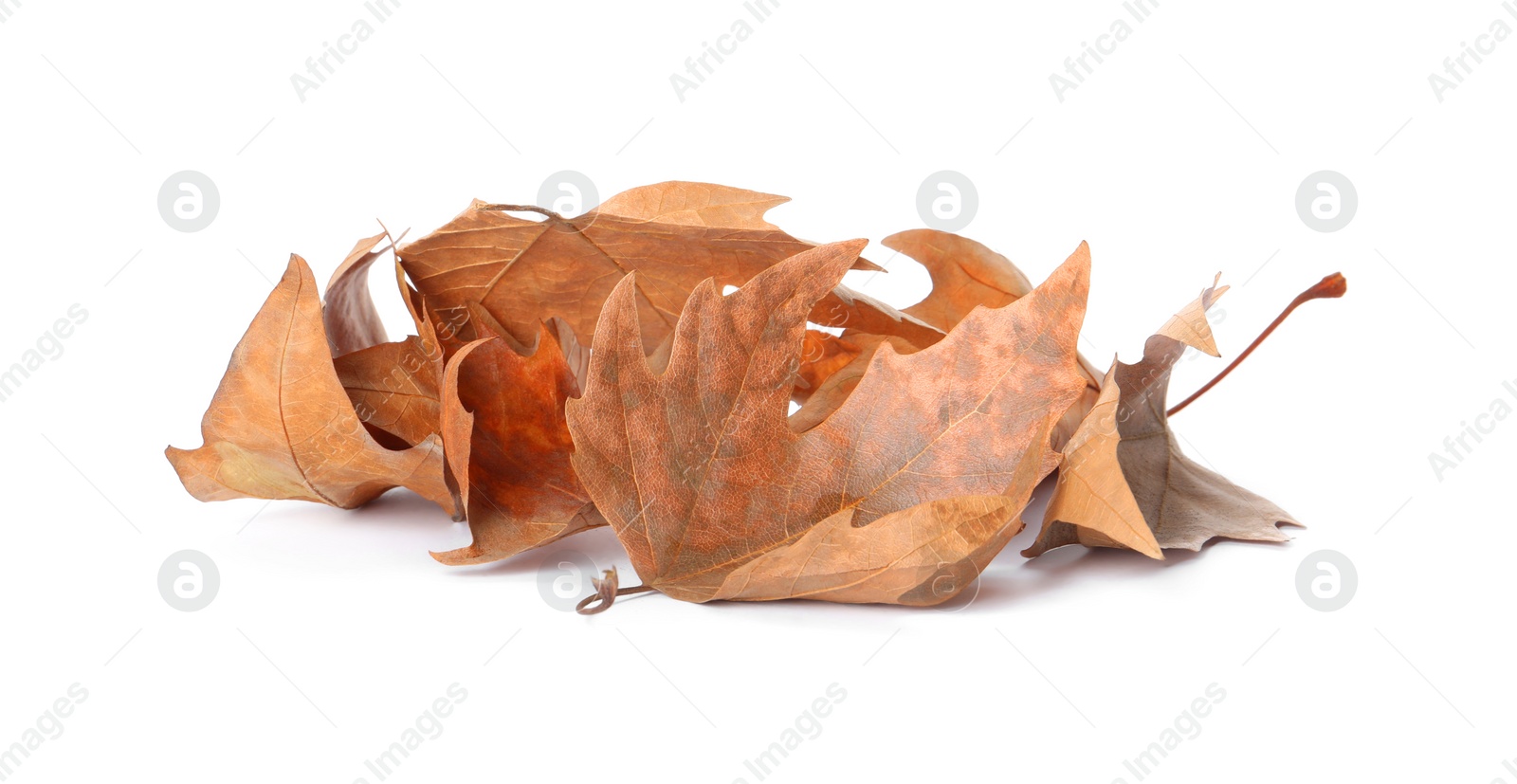 Photo of Heap of fallen leaves on white background. Autumn season