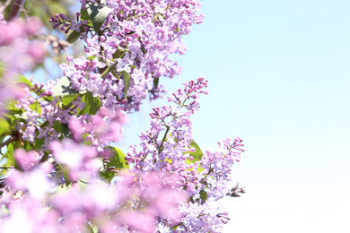 Closeup view of beautiful blooming lilac shrub outdoors