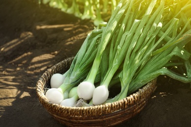 Photo of Wicker bowl with fresh green onions in field