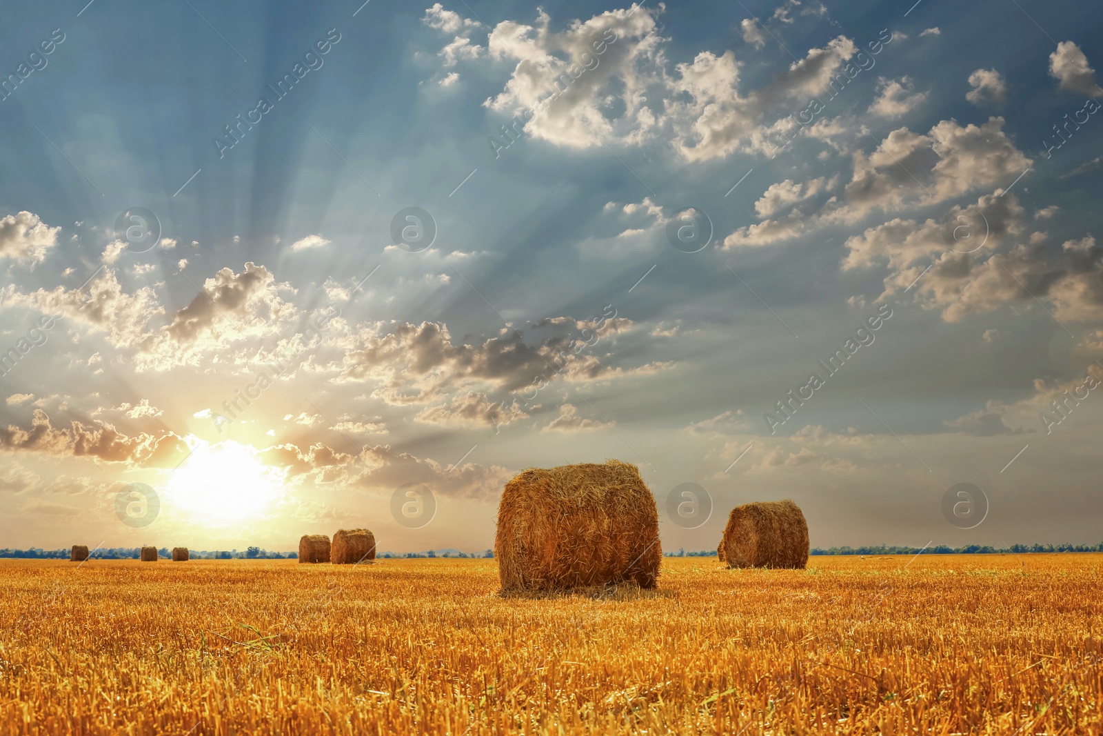 Image of Hay bales in golden field under beautiful sky at sunset