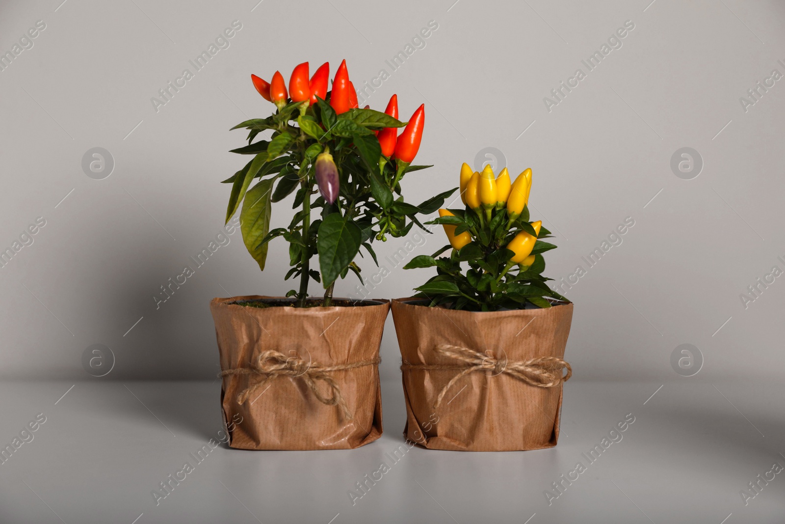 Photo of Capsicum Annuum plants. Bright potted multicolor Chili Peppers on light grey background