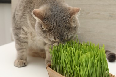 Photo of Cute cat eating fresh green grass on white surface, closeup