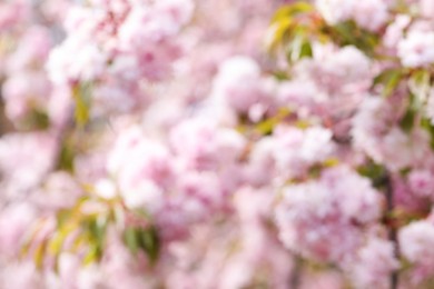 Blurred view of beautiful tree with pink blossom outdoors. Bokeh effect