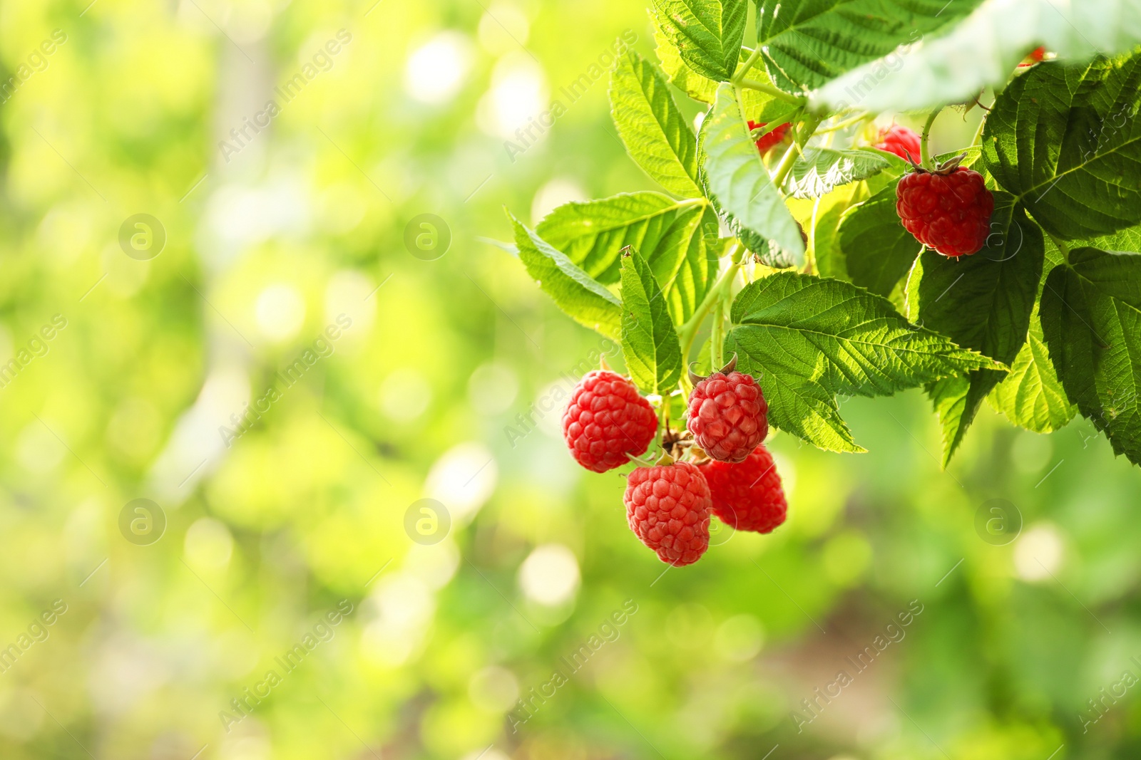 Photo of Raspberry bush with tasty ripe berries in garden, closeup