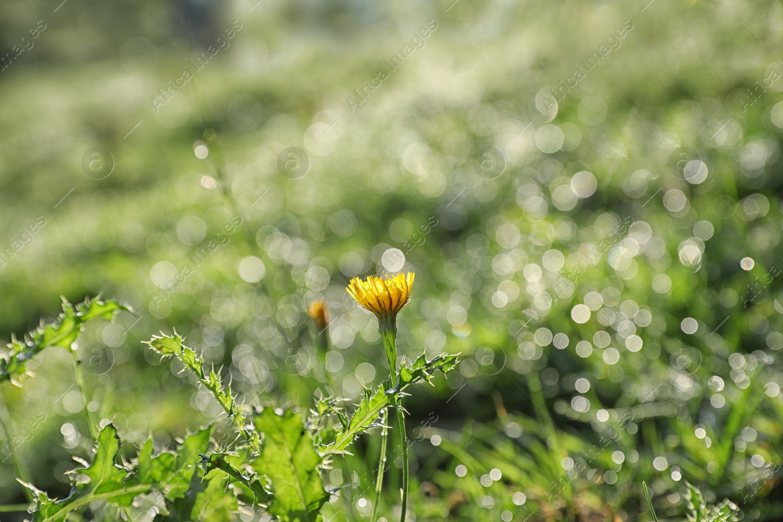Photo of Green meadow with wild flower on summer day, closeup