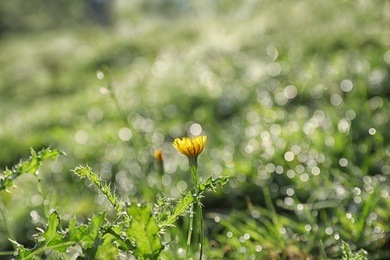 Green meadow with wild flower on summer day, closeup