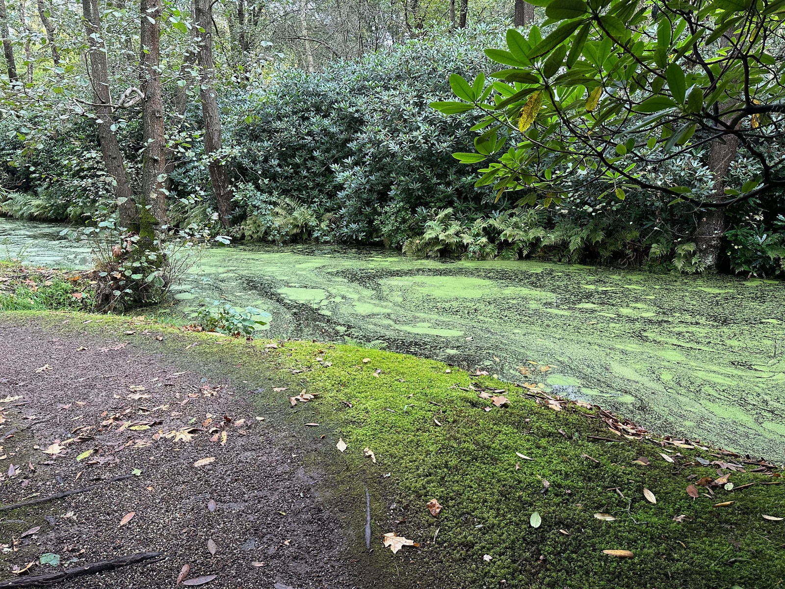Photo of Bright moss on ground, different plants and little pond in park