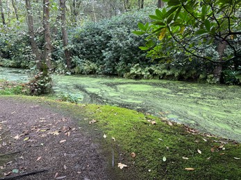 Bright moss on ground, different plants and little pond in park