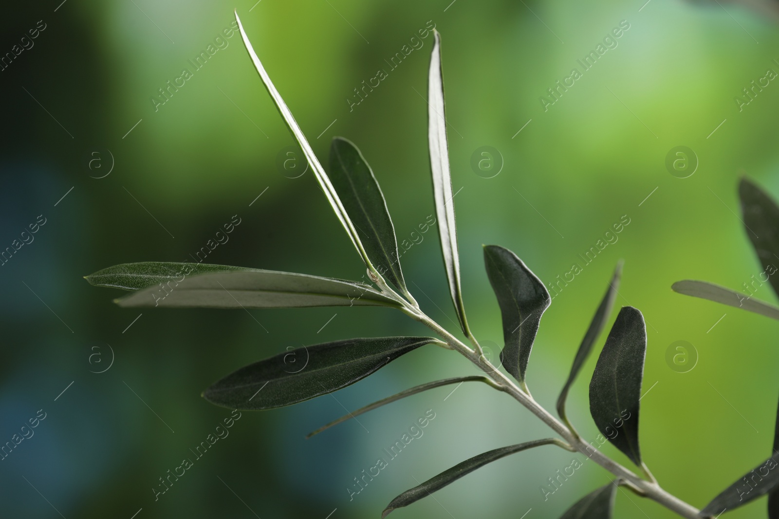 Photo of Olive twig with fresh green leaves on blurred background, closeup