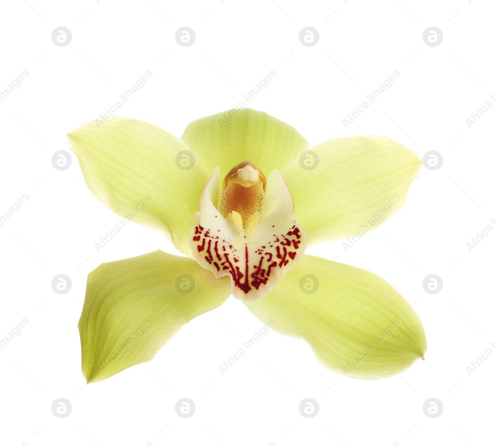 Photo of Beautiful tropical orchid flower on white background