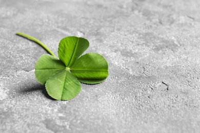 Photo of Green four-leaf clover on gray background with space for text