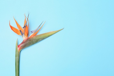 Photo of Beautiful bird of paradise flower on blue background. Tropical plant