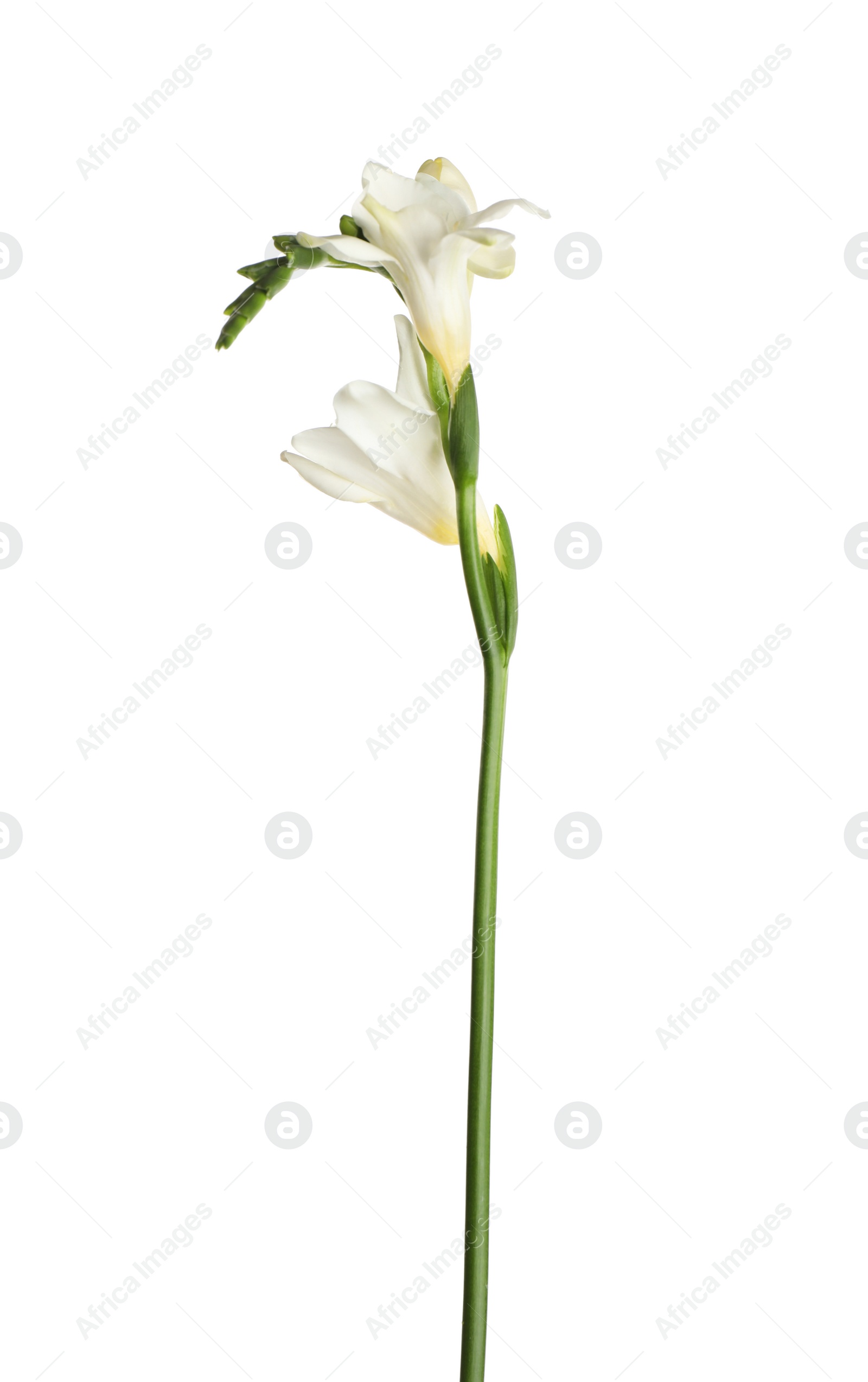 Photo of Beautiful blooming freesia flower isolated on white