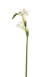 Beautiful blooming freesia flower isolated on white