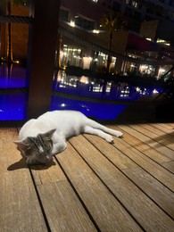 Photo of Cute cat sleeping on wooden deck near swimming pool at night