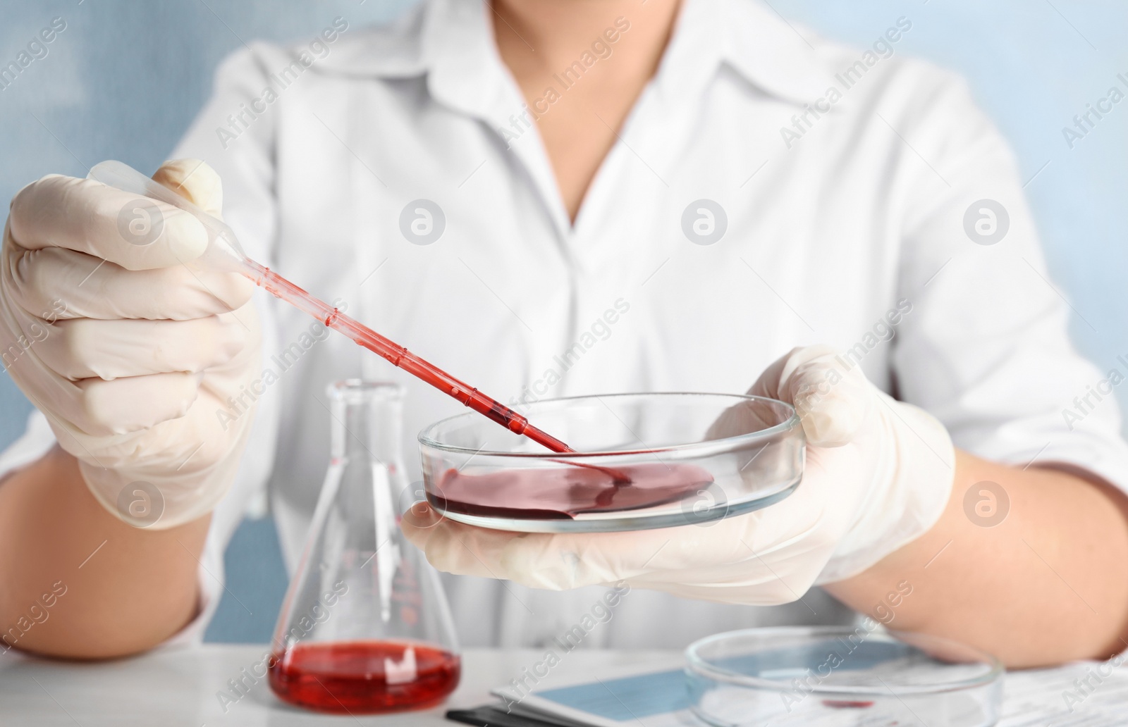 Photo of Scientist taking blood sample from Petri dish with pipette in laboratory, closeup. Virus research