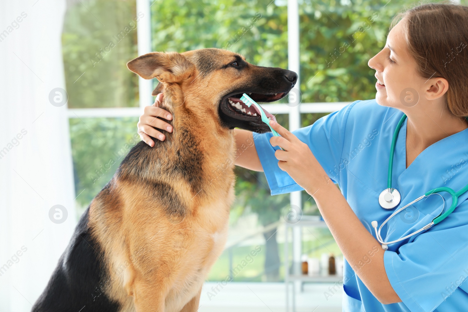 Photo of Doctor cleaning dog's teeth with toothbrush indoors. Pet care