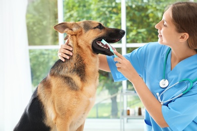 Photo of Doctor cleaning dog's teeth with toothbrush indoors. Pet care