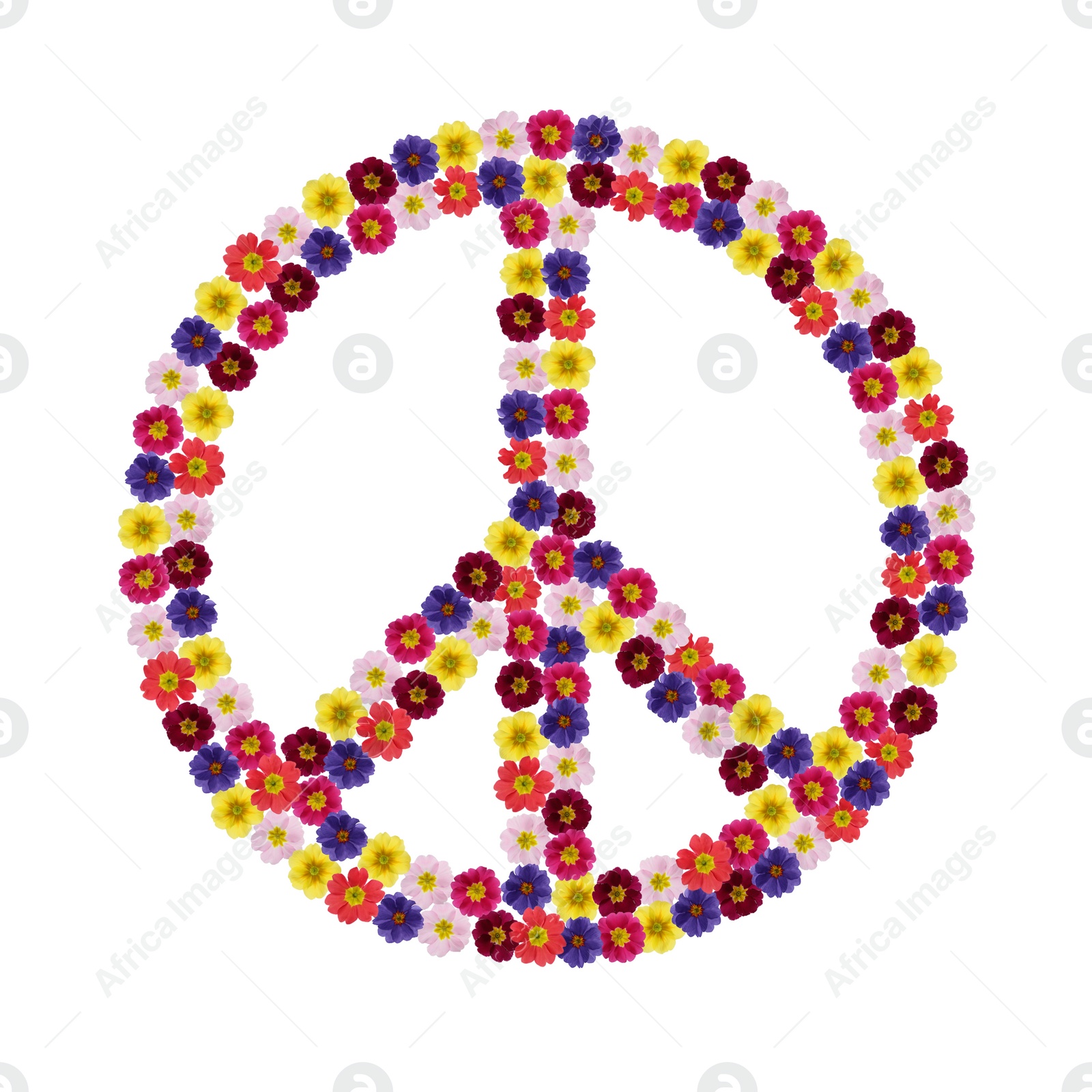 Image of Hippie peace symbol of primula flowers on white background