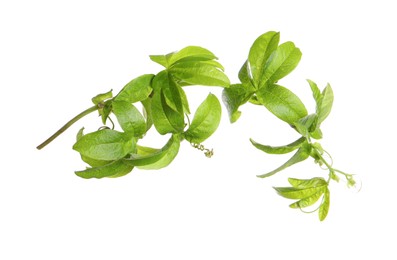 Branch of passion fruit plant (Passiflora) isolated on white