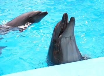 Photo of Dolphins in pool at marine mammal park