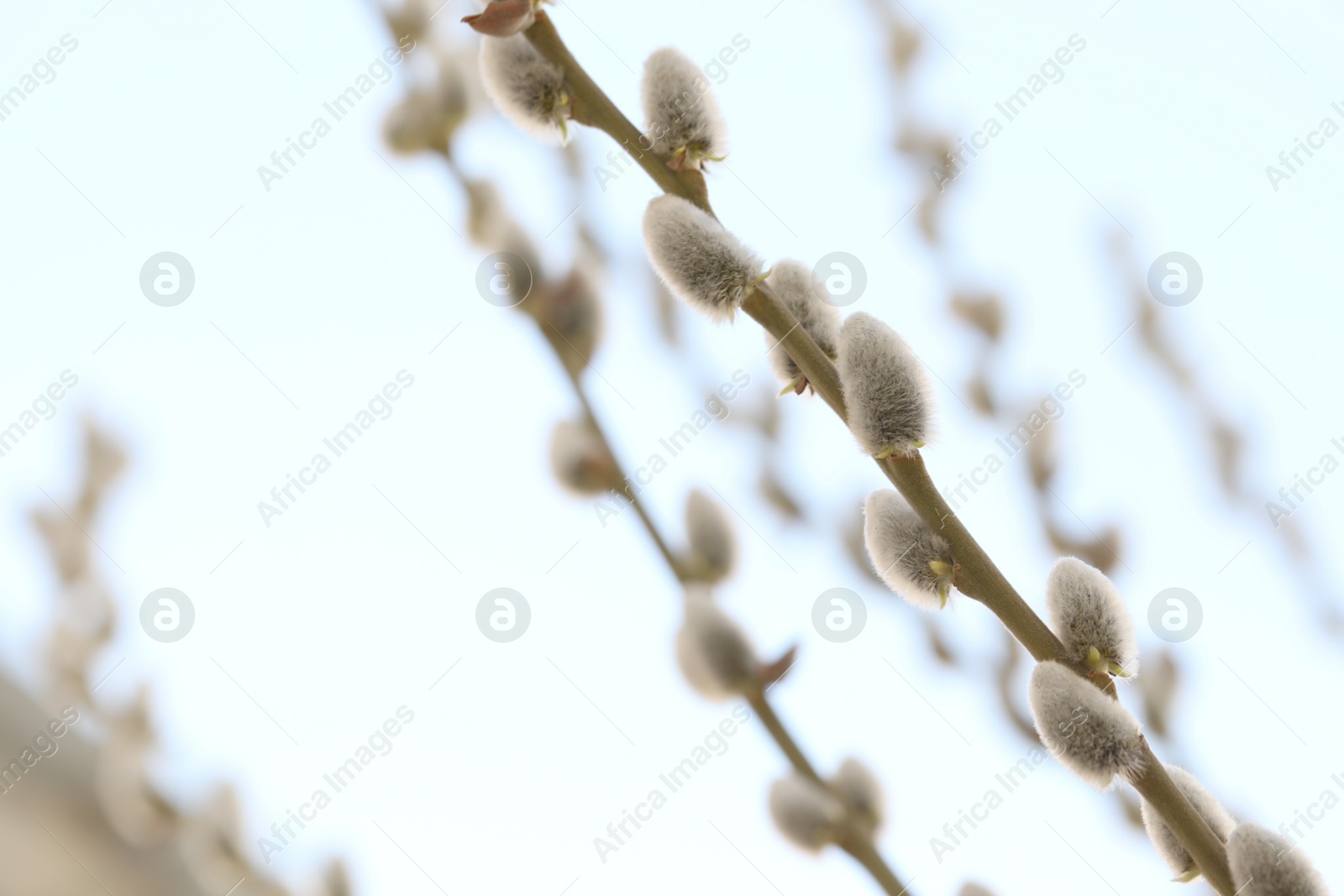 Photo of Beautiful fluffy catkins on willow tree against blue sky, closeup. Space for text