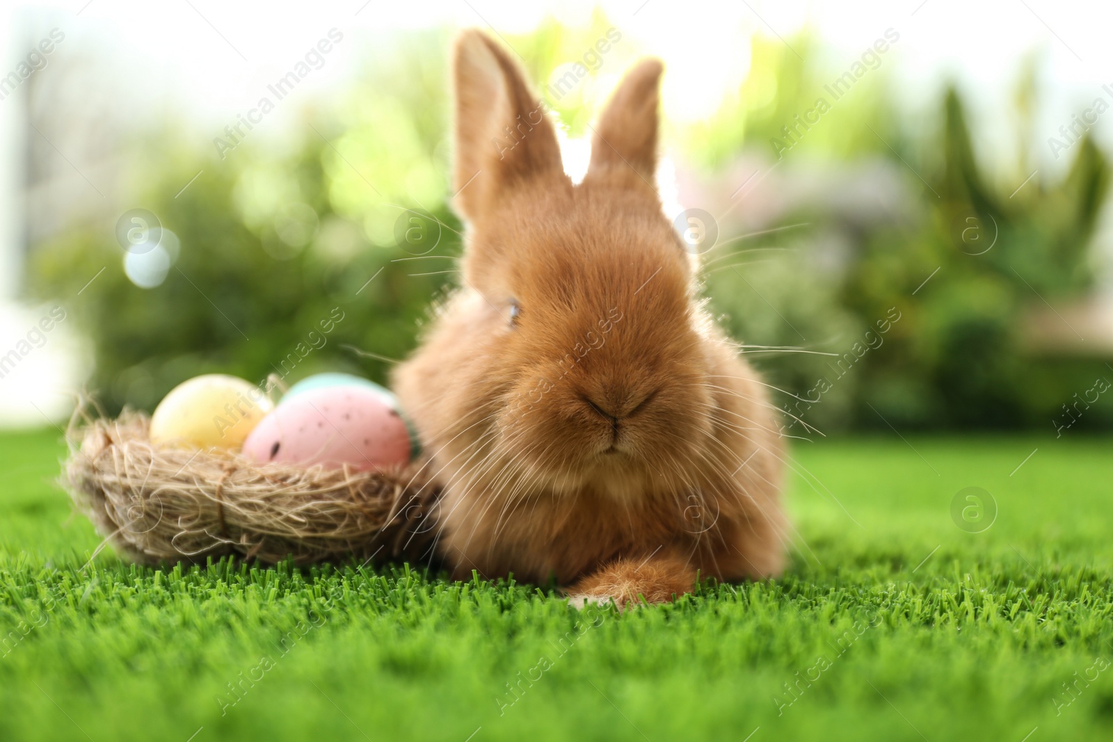 Photo of Adorable fluffy bunny and decorative nest with Easter eggs on green grass, closeup